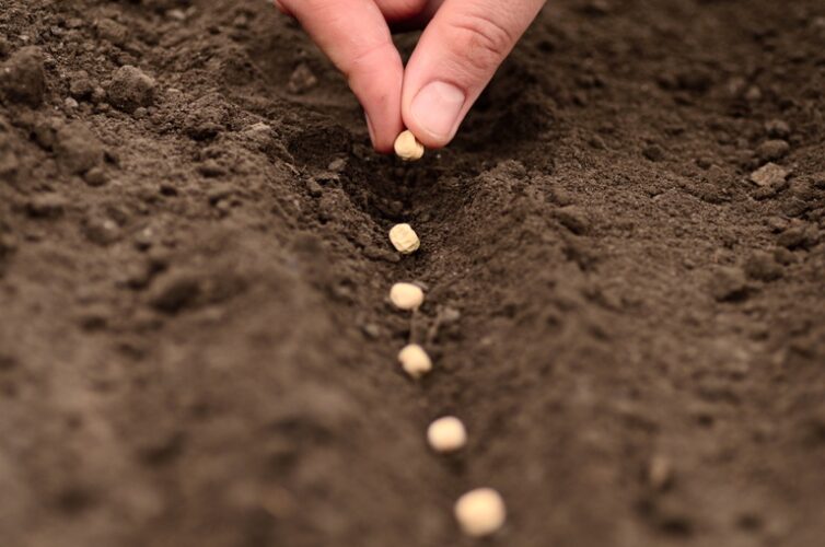 Brazil Moving to Lift Ban on Genetically Modified Terminator Seeds